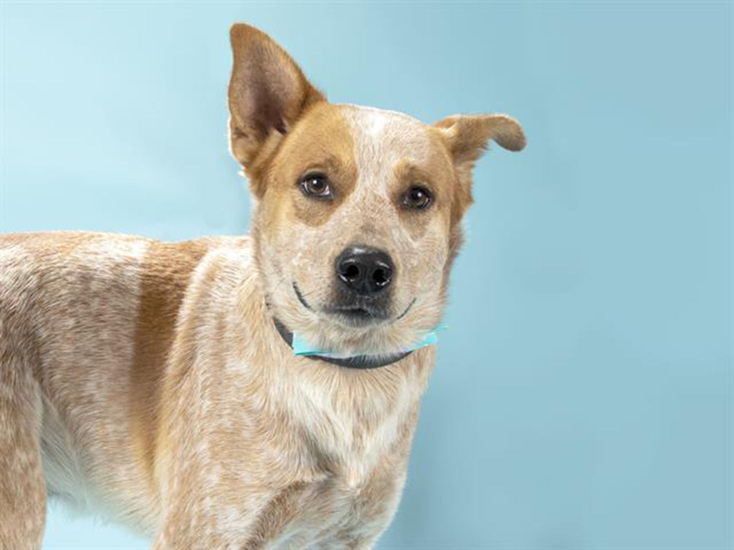 Pet of the Week Cody